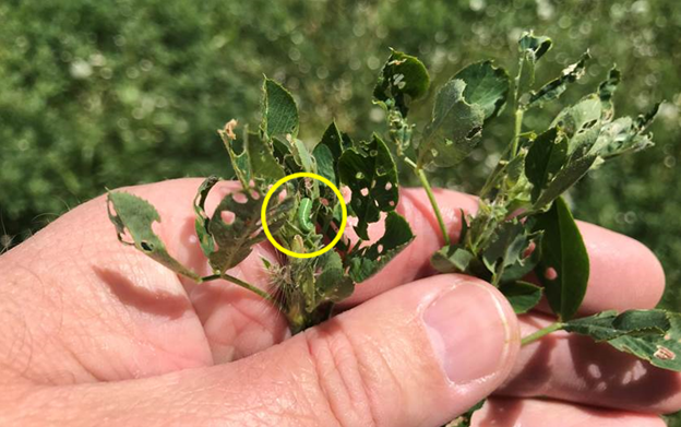 Alfalfa weevil (yellow circle)